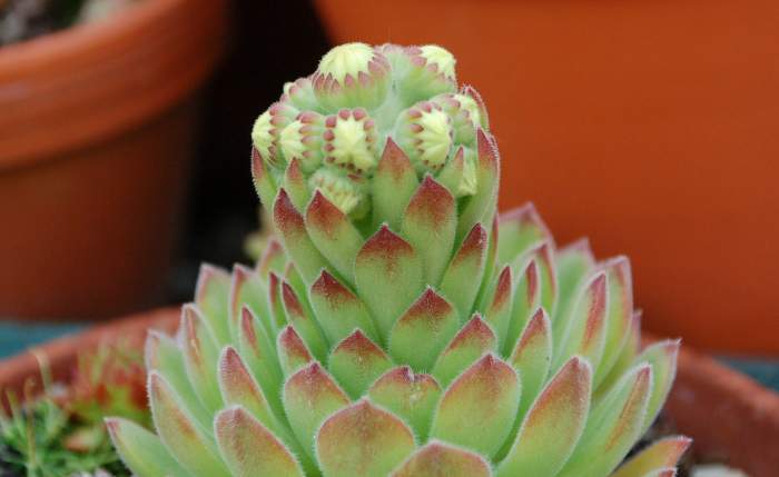 Sempervivum Dachwurz Hauswurz